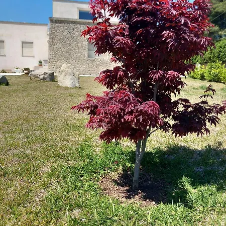 9 Cavalieri *